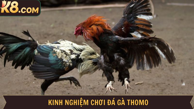 Mẹo thắng đậm trong đá gà Thomo