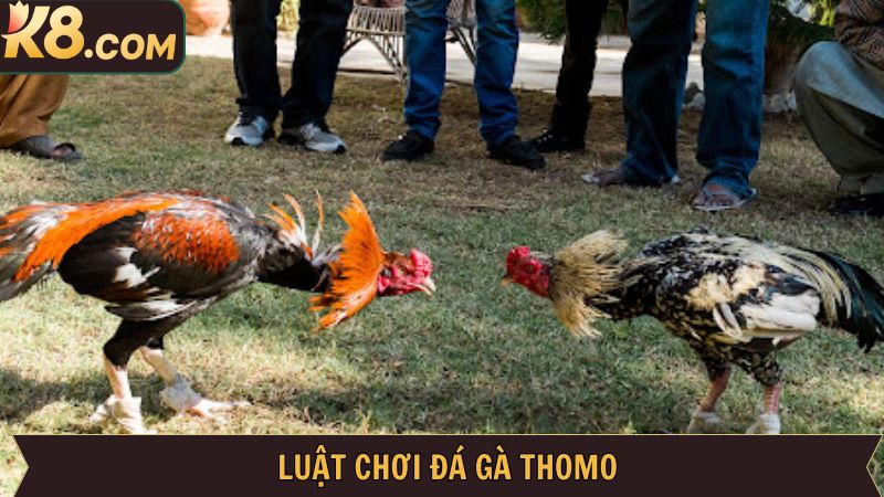 Chia sẻ quy luật cơ bản dành cho hội viên mới bắt đầu