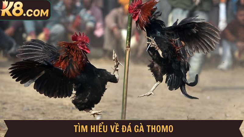 Tóm tắt về loại hình đá gà Thomo