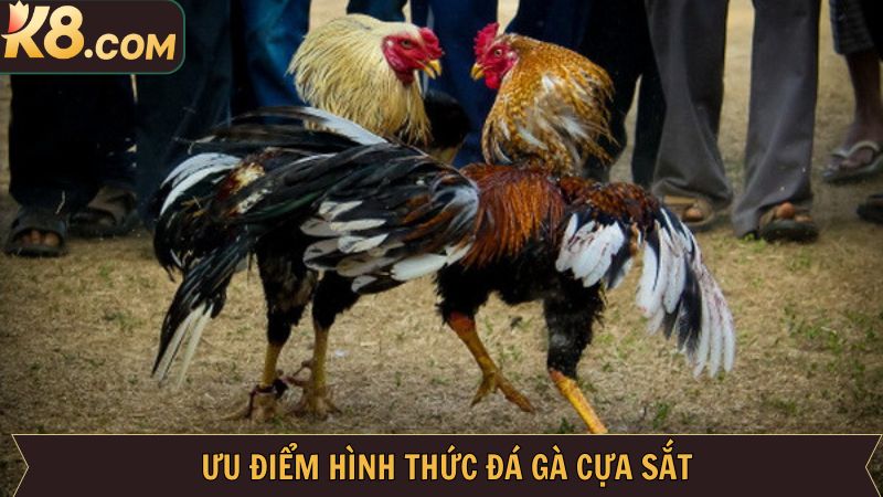 Tại sao gà cựa sắt là hình thức giải trí được yêu thích nhất tại K8