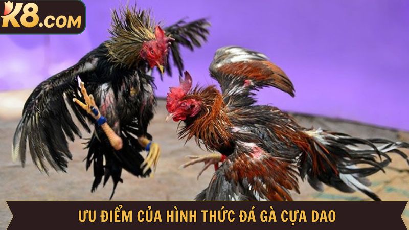 K8 là sự lựa chọn hàng đầu cho những ai đam mê bộ môn chọi kê